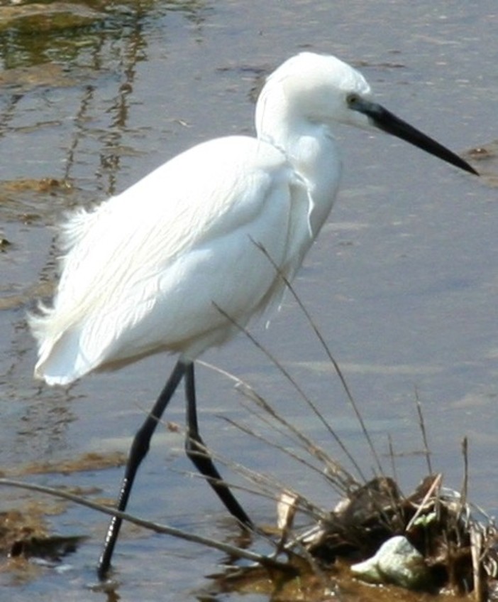 Deceduto raro esemplare di garzetta soccorso dell'Enpa a Finale