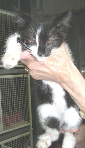 Nuovo abbandono: un gattino malato sulle alture di Savona Nuovo abbandono: un gattino malato sulle alture di Savona