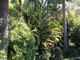 Alassio, nel weekend visita ai Giardini di Villa della Pergola Alassio, nel weekend visita ai Giardini di Villa della Pergola