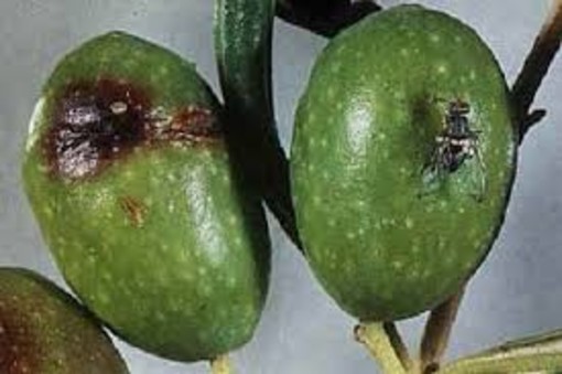 Olivicoltura: tre giovani piemontesi propongono una nuova formulazione contro la mosca dell’olivo
