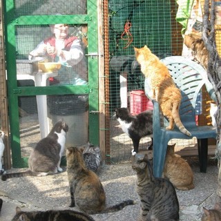 Savona, domani befana degli animali: raccolta cibo a favore dei gatti di strada