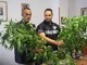 Villanova: scoperta piantagione di marijuana Villanova: scoperta piantagione di marijuana