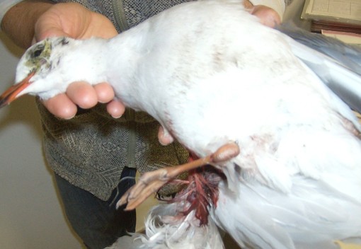 Savona: continua la moria di animali alla foce del Letimbro