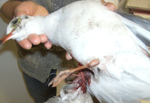 Savona: continua la moria di animali alla foce del Letimbro Savona: continua la moria di animali alla foce del Letimbro