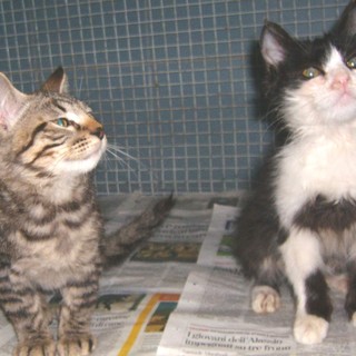 I gattini salvati