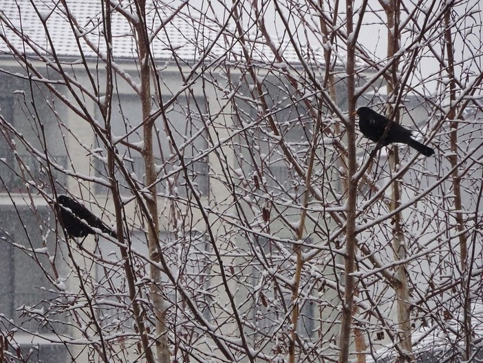 In foto i Giorni della merla che non ci sono più In foto i Giorni della merla che non ci sono più