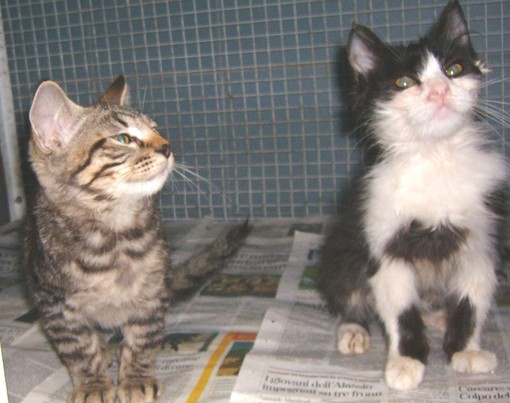 I gattini salvati