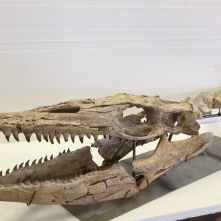 Ad Altare arrivano i dinosauri