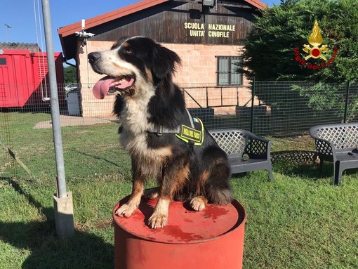 Vigili del fuoco, nuove unità cinofile per la ricerca dei dispersi (FOTO) Vigili del fuoco, nuove unità cinofile per la ricerca dei dispersi (FOTO)
