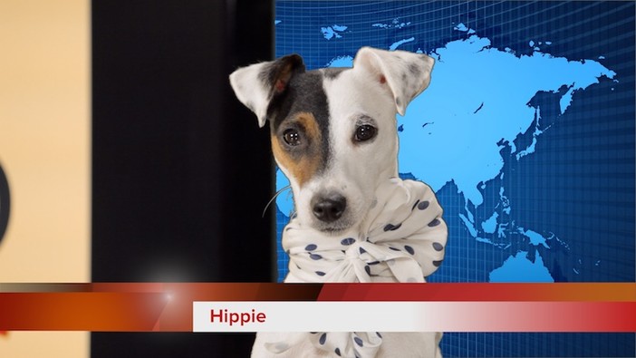 "Mi Fido TG": su TeleGenova il nuovo telegiornale dedicato agli animali