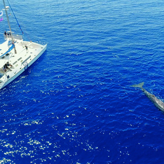 Consegnate al Campus di Savona da Fondazione CIMA e Regione Liguria le bandiere di certificazione di qualità del whale watching