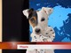 "Mi Fido TG": su TeleGenova il nuovo telegiornale dedicato agli animali
