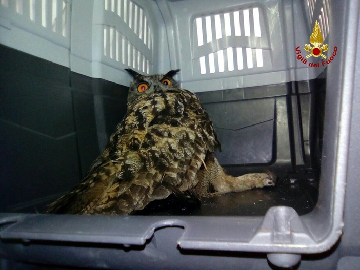 Borgio Verezzi, gufo resta impigliato nella rete del campo sportivo: sul posto i vigili del fuoco