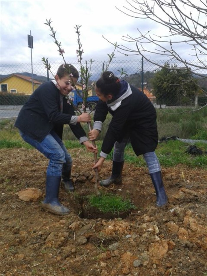 Villanova d'Albenga, "La frutta a scuola ? Si ma…direttamente sull’albero"