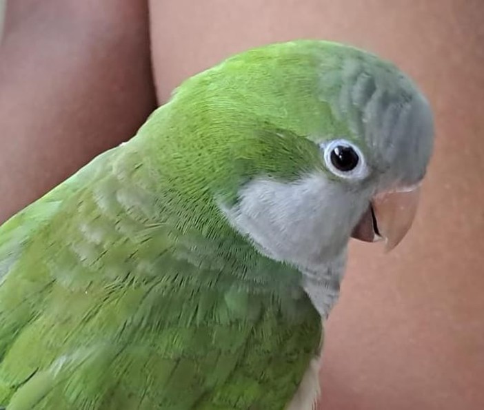 Albenga, ritrovato dai Carabinieri Cites un esemplare di Parrocchetto: cercasi proprietario