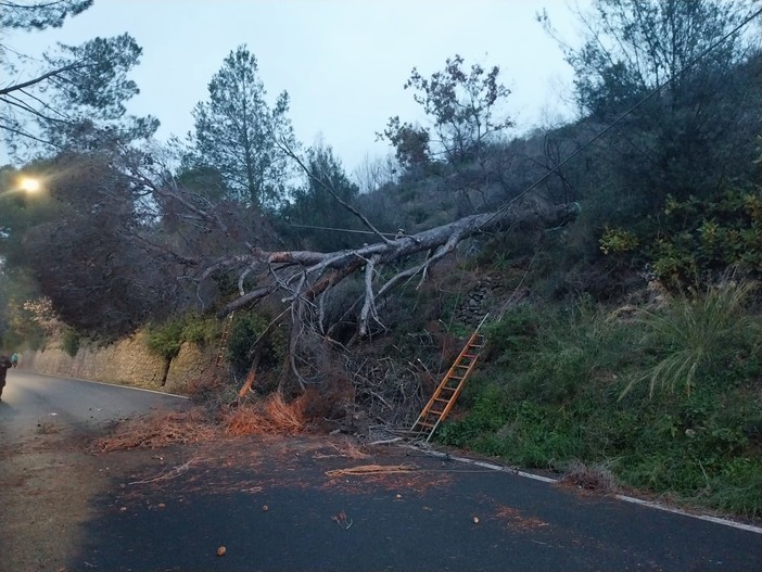 Ortovero, albero caduto lungo la Sp 453: disagi alla viabilità