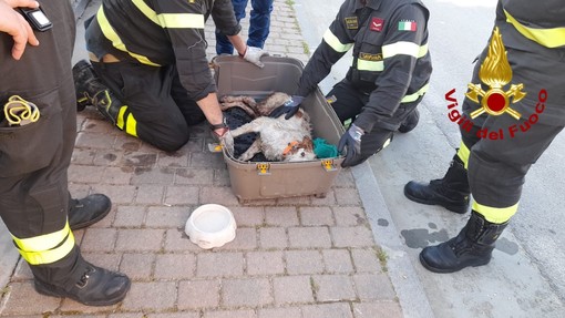 Cane in difficoltà a Borghetto S. Spirito: soccorsi mobilitati Cane in difficoltà a Borghetto S. Spirito: soccorsi mobilitati
