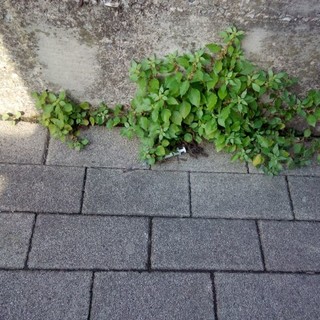 "Courtesy foto Movimento 5 Stelle di Varazze"