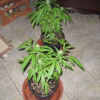 Bastia: giovane Albanese arrestato con oltre 1 kg di marijuana