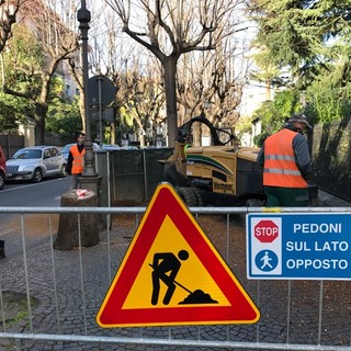 Albenga, iniziati i lavori per la sostituzione dei tigli in Viale Martiri