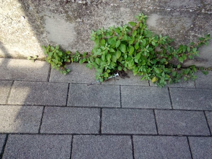 "Courtesy foto Movimento 5 Stelle di Varazze"