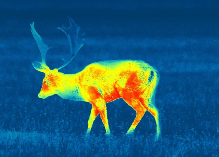 Caccia, le associazioni: "Ritirare la proposta di legge Bruzzone, è incostituzionale e contraria alle norme europee"