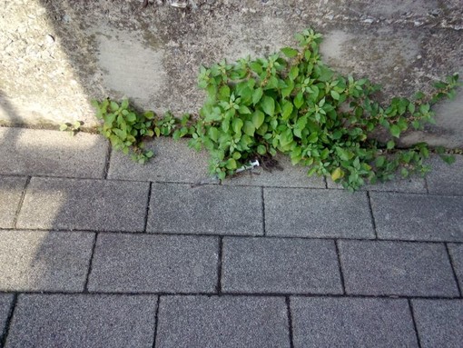 "Courtesy foto Movimento 5 Stelle di Varazze"