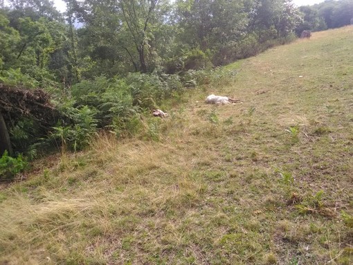 Stella San Giovanni, danni da predazione: azienda zootecnica decimata