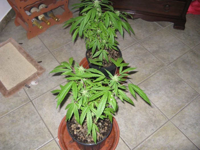 Bastia: giovane Albanese arrestato con oltre 1 kg di marijuana Bastia: giovane Albanese arrestato con oltre 1 kg di marijuana