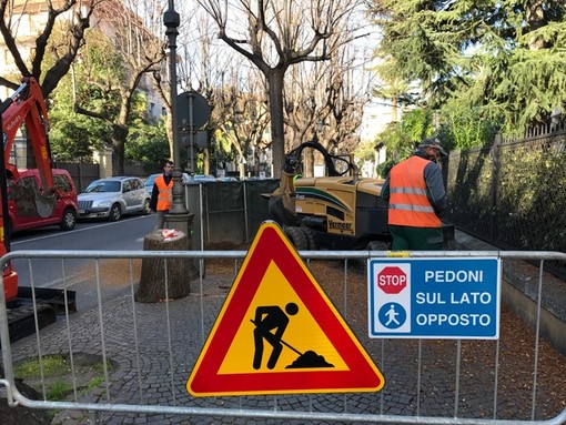 Albenga, iniziati i lavori per la sostituzione dei tigli in Viale Martiri