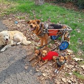 Presunta minaccia di sparare ad un cane, l'artista di strada Mara Gobbato: "Spero che qualcuno si faccia avanti e dica cosa ha visto realmente"