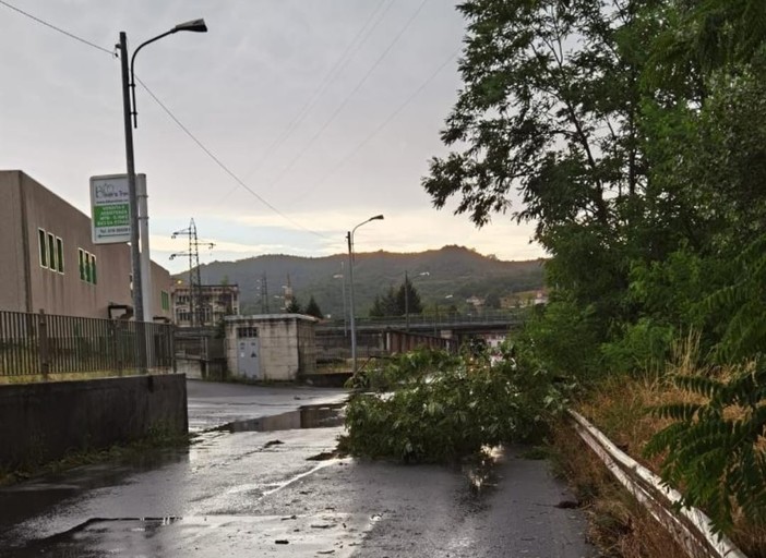 Il vento sconvolge la Val Bormida: decine di alberi crollati o pericolanti, diversi gli interventi dei Vigili del fuoco
