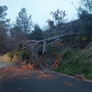 Ortovero, albero caduto lungo la Sp 453: disagi alla viabilità