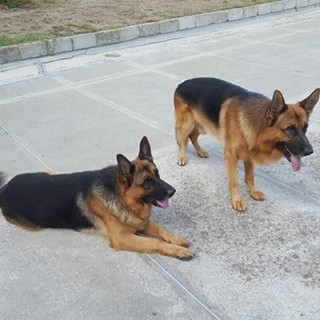 Savona, trovano casa i due pastori tedeschi rimasti senza padrone