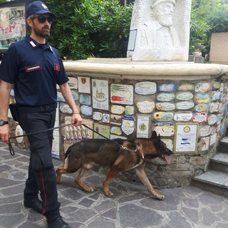 Unità cinofile dei carabinieri in azione ad Alassio (FOTO)