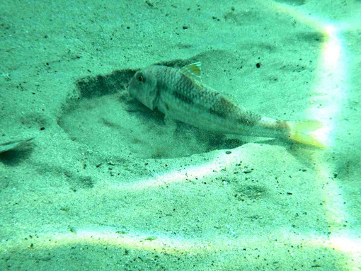Fossili liguri riscrivono la storia della paleontologia: la scoperta grazie allo studio dei fondali di Spotorno Fossili liguri riscrivono la storia della paleontologia: la scoperta grazie allo studio dei fondali di Spotorno