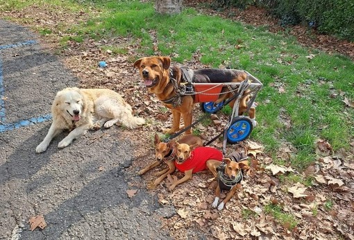 Presunta minaccia di sparare ad un cane, l'artista di strada Mara Gobbato: "Spero che qualcuno si faccia avanti e dica cosa ha visto realmente"
