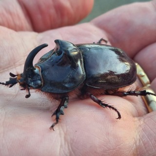 In foto uno scarabeo rinoceronte