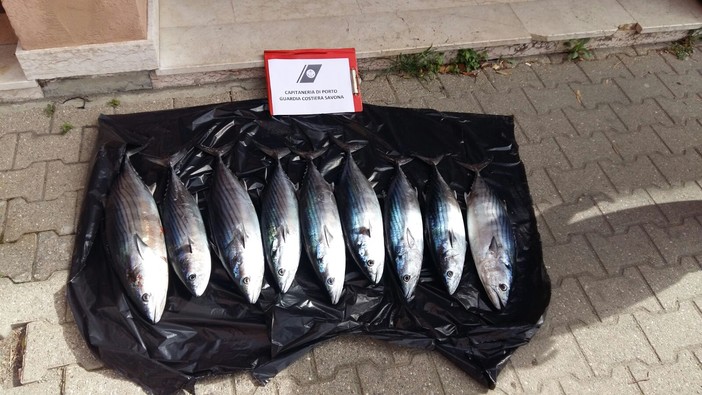 Pesca sportiva oltre i limiti di cattura: la Guardia Costiera di Savona sequestra oltre 20 Kg di pescato Pesca sportiva oltre i limiti di cattura: la Guardia Costiera di Savona sequestra oltre 20 Kg di pescato