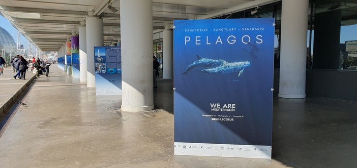 Santuario Pelagos, all'Acquario di Genova la mostra di "We Are Méditerranée": un’immersione nel cuore di un ecosistema marino straordinario Santuario Pelagos, all'Acquario di Genova la mostra di "We Are Méditerranée": un’immersione nel cuore di un ecosistema marino straordinario