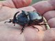 In foto uno scarabeo rinoceronte
