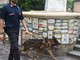 Unità cinofile dei carabinieri in azione ad Alassio (FOTO) Unità cinofile dei carabinieri in azione ad Alassio (FOTO)