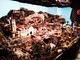 "Viaggio" nel Presepe della Chiesa dei Neri a Finalmarina "Viaggio" nel Presepe della Chiesa dei Neri a Finalmarina