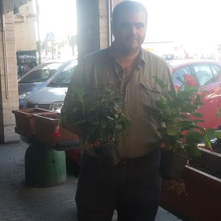 Albissola Marina, l’assessore Luigi Silvestro regala al Comune una trentina di piantine da fiore per abbellire le fioriere comunali