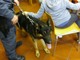 Albenga, i controlli della Guarda di Finanza con il cane Danko arrivano in biblioteca