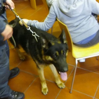 Albenga, i controlli della Guarda di Finanza con il cane Danko arrivano in biblioteca Albenga, i controlli della Guarda di Finanza con il cane Danko arrivano in biblioteca