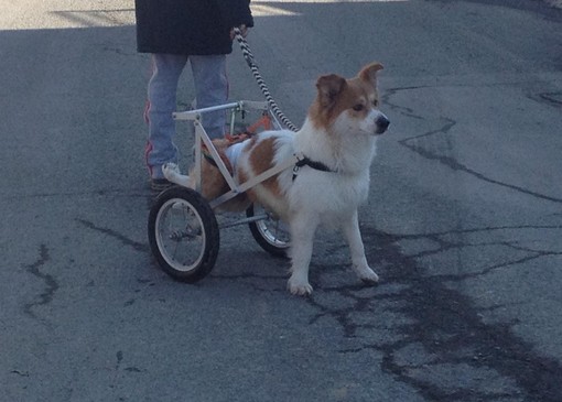 Cane senza l'uso delle gambe posteriori cerca casa, l'appello della proprietaria: "Aiutatemi a trovare una nuova famiglia per Fiocco"