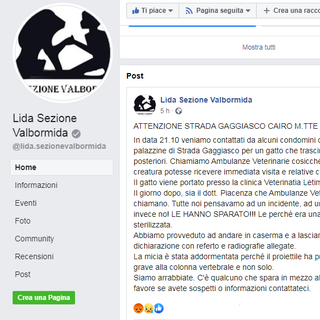 Cairo, gatta ferita da colpi di arma da fuoco. La denuncia dell'associazione Lida: "Se avete informazioni contattateci"