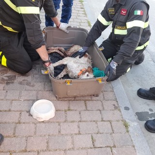 Cane in difficoltà a Borghetto S. Spirito: soccorsi mobilitati