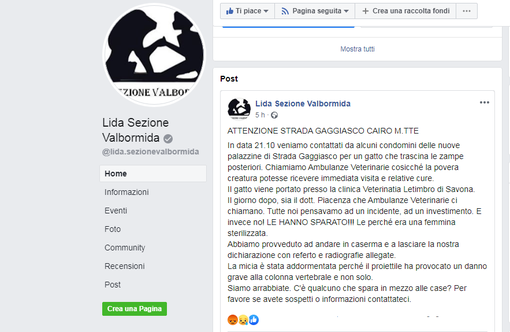 Cairo, gatta ferita da colpi di arma da fuoco. La denuncia dell'associazione Lida: "Se avete informazioni contattateci"